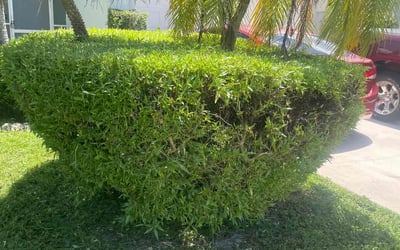 Photo of Thomas R.'s yard after getting lawn care in Boca Raton, FL