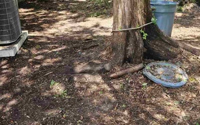 Photo of Janet F.'s yard after getting landscaping in Savannah, GA