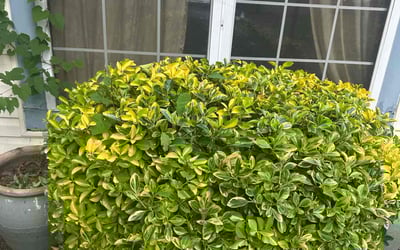 Photo of Shannon M.'s yard after getting landscaping in Waldorf, MD