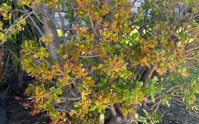 Photo of Deanna A.'s yard after getting tree care in Berkeley, CA