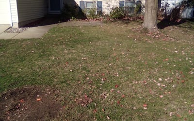 Photo of Zy'Aire K.'s yard after getting tree care in Hartland, WI
