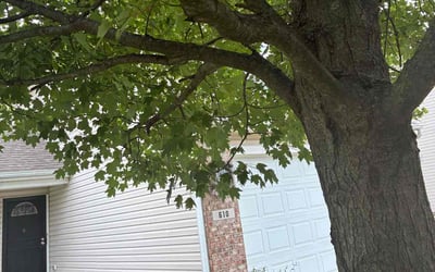 Photo of Addie B.'s yard after getting landscaping in Westfield, IN