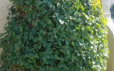 Photo of Justin C.'s yard after getting landscaping in San Juan Bautista, CA