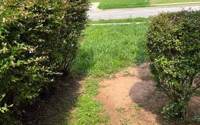 Photo of Allen J.'s yard after getting tree care in Dacula, GA