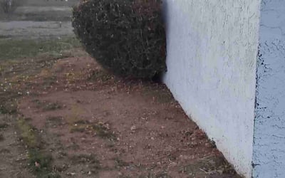 Photo of Alicia R.'s yard after getting landscaping in Carefree, AZ