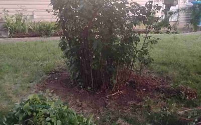 Photo of Sandra S.'s yard after getting landscaping in Maryland Heights, MO