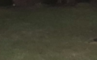 Photo of Lauren P.'s yard after getting landscaping in New Palestine, IN