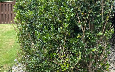 Photo of Cheryl L.'s yard after getting landscaping in Chapel Hill, NC