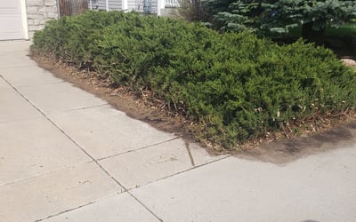 Photo of Dan F.'s yard after getting landscaping in Buffalo Creek, CO