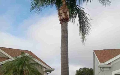 Photo of Christine M.'s yard after getting landscaping in Dover, FL