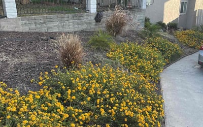 Photo of Barbara S.'s yard after getting landscaping in Spring Valley, CA