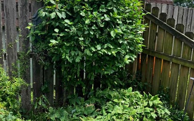 Photo of Michael S.'s yard after getting landscaping in Hilliard, OH