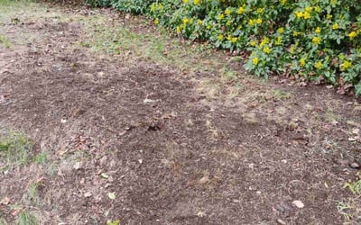 Photo of Tai M.'s yard after getting tree care in Colville, WA