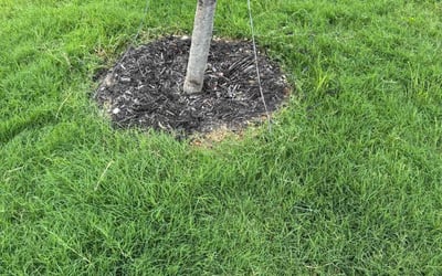 Photo of Scott C.'s yard after getting landscaping in Cleburne, TX