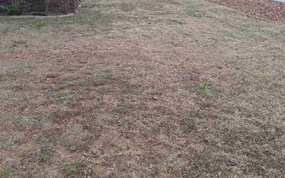 Photo of Mitchell S.'s yard after getting tree care in Little Rock, AR