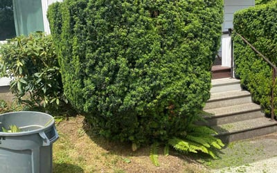 Photo of Andrea S.'s yard after getting landscaping in Canby, OR