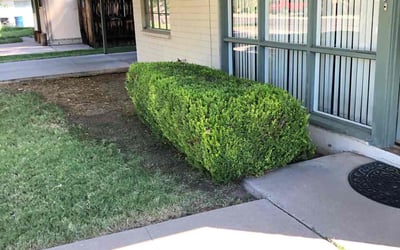 Photo of Michelle M.'s yard after getting landscaping in Casa Grande, AZ