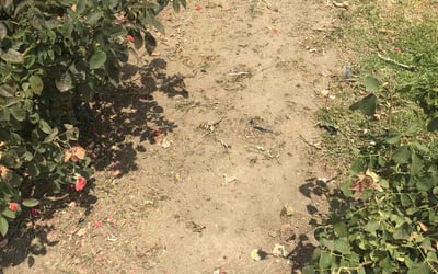 Photo of Elizabeth M.'s yard after getting landscaping in Rosamond, CA