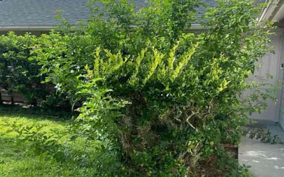Photo of Nneka N.'s yard after getting tree care in Mims, FL