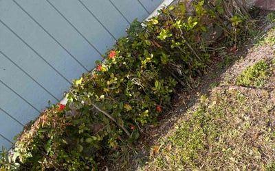 Photo of Jessica G.'s yard after getting landscaping in Margate, FL