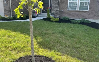 Photo of Barbara H.'s yard after getting tree care in Independence, KY