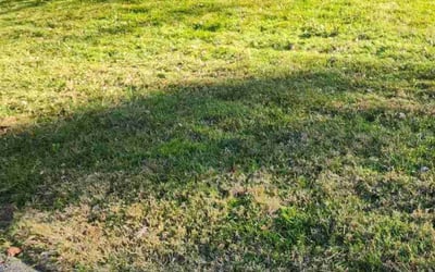 Photo of Brian M.'s yard after getting landscaping in Hampstead, MD