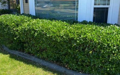 Photo of Rebecca R.'s yard after getting landscaping in Folsom, CA