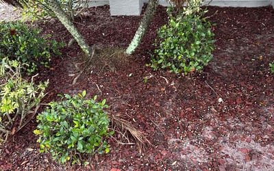 Photo of Andrew P.'s yard after getting landscaping in Indialantic, FL