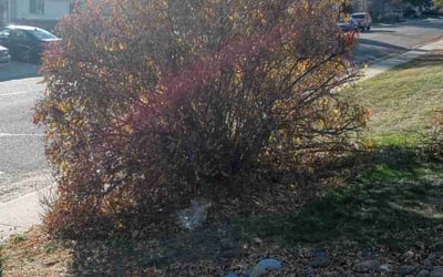 Photo of Laura P.'s yard after getting tree care in Littleton, CO