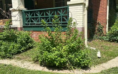 Photo of Kelly G.'s yard after getting landscaping in Inman, SC