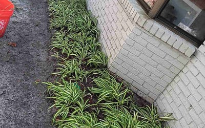 Photo of Sarah V.'s yard after getting tree care in Sanderson, FL