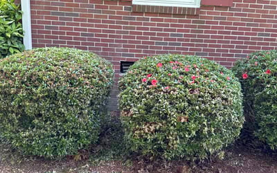 Photo of James M.'s yard after getting landscaping in Newport News, VA