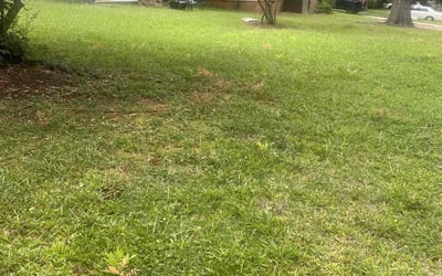 Photo of Damien K.'s yard after getting tree care in Decatur, GA