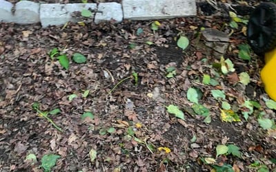 Photo of Michele G.'s yard after getting landscaping in Brooklyn, MD