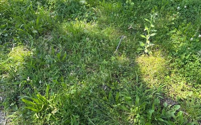 Photo of Dave M.'s yard after getting landscaping in Maineville, OH