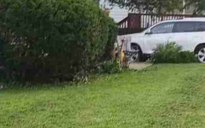 Photo of Trey M.'s yard after getting tree care in Springfield, MO