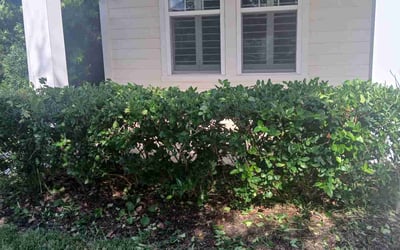 Photo of Danae S.'s yard after getting tree care in Callahan, FL