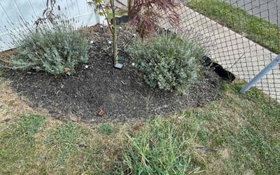 Photo of Monique B.'s yard after getting landscaping in Riverside, CT