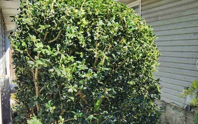 Photo of Nick S.'s yard after getting landscaping in Mc David, FL