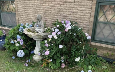 Photo of Penelope B.'s yard after getting landscaping in Centerville, TN