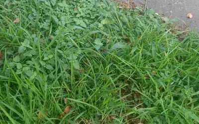 Photo of Elizabeth W.'s yard after getting landscaping in Vacherie, LA