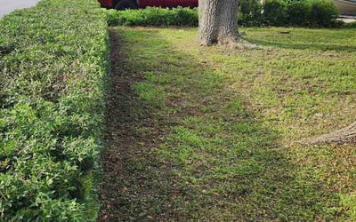 Photo of Barbara B.'s yard after getting landscaping in Largo, FL