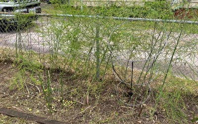 Photo of Charles S.'s yard after getting landscaping in Schley, VA