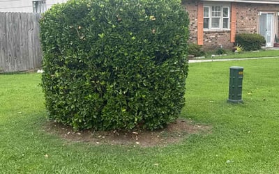 Photo of Jillian E.'s yard after getting tree care in Portsmouth, VA