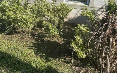 Photo of Leonardo S.'s yard after getting tree care in Winter Haven, FL