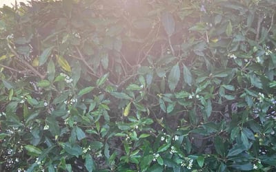 Photo of Amy W.'s yard after getting landscaping in Lake Forest, CA