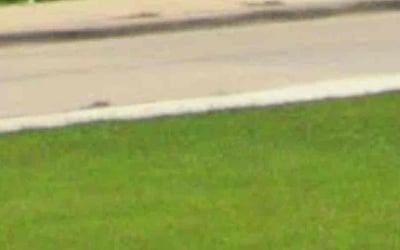 Photo of Jacqwan G.'s yard after getting tree care in Plano, TX