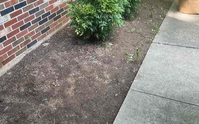 Photo of Michael B.'s yard after getting landscaping in Andrews Air Force Base, MD