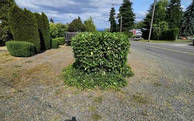 Photo of Mike G.'s yard after getting landscaping in Pacific, WA