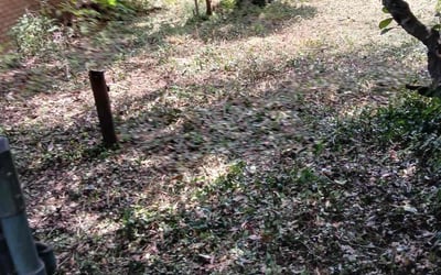 Photo of Rex G.'s yard after getting landscaping in Bellville, TX